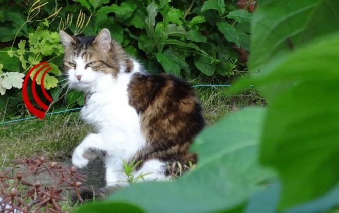 Photograph of Meeple the cat in a garden, overlaid with graphics showing radio signals coming from her neck