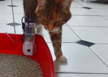 Photograph of Thulhu the cat, sniffing the Litterbug device in a litter tray
