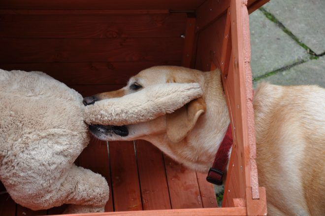 Photograph of modified dog kennel in use, a real dog sniffs the synthetic anus