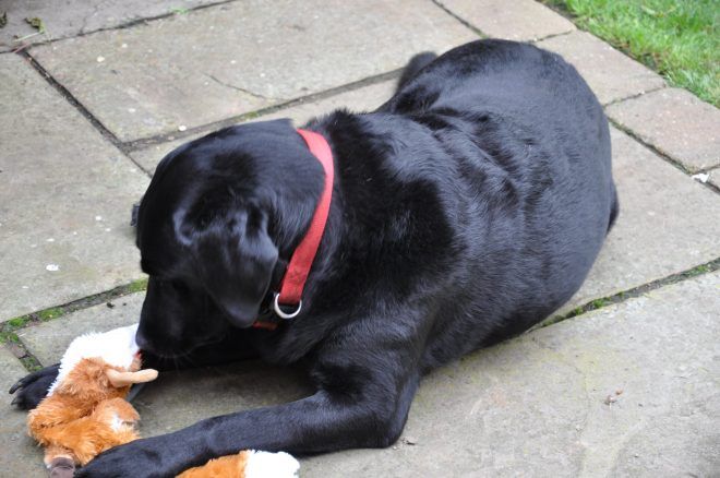 Photograph of a dog, considering a small stuffed animal with an aerial.