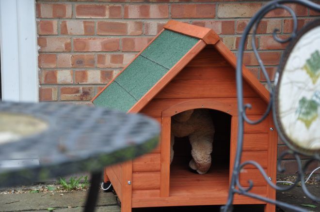 Photograph of modified dog kennel, with synthetic dog's arse visible