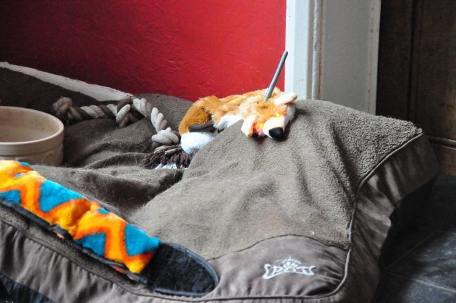 Photograph of a dog bed, with dog toys and the DOG RADAR stuffed animal