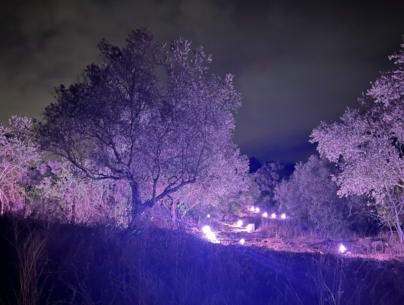 Photograph of the custom interactive path lights, stretching into a wooded area on the hillside at night